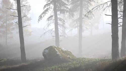 Forêt lumineuse tôt le matin dans les montagnes