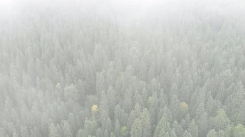 Green forest in fog