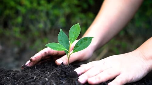 Hands Gently Planting a Green Seedling in Soil