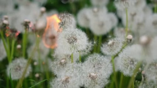 Dandelion Burns During a Fire Against the Blurred Green Grassy Background