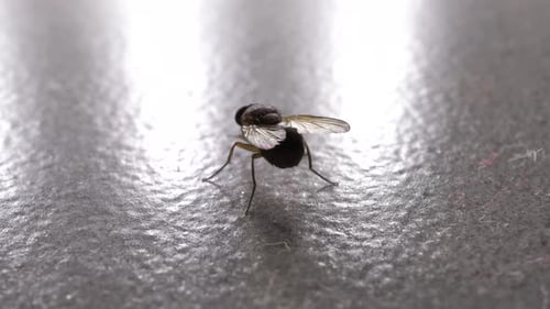 Close-up of a Fly Standing on Gray Surface