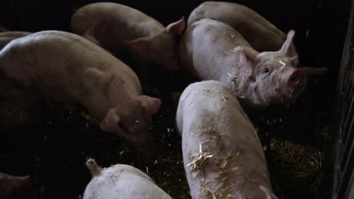 Straw Being Thrown To Pigs On Farm