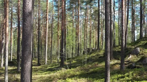 Immergrüner Wald an einem sonnigen Sommertag