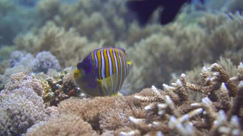 Nahaufnahme eines bunten Schmetterlingsfisches, der in der Nähe des Meeresbodens schwimmt