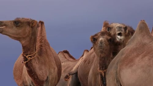 Porträt der baktrischen Kamele in der Steppe der Mongolei