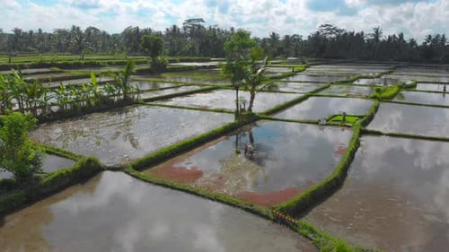 Beautiful Aerial Shot of a Group of Farmers That Are Planting Rice on a Big Field Filled By Water