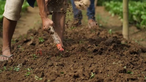 Farmer Working In Vegetable Garden