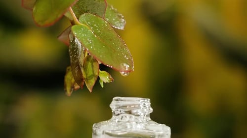 Perfumery