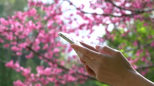 Smartphone-Chat im Park