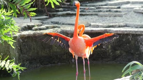 Pink Flamingos Standing in Tropical Pond