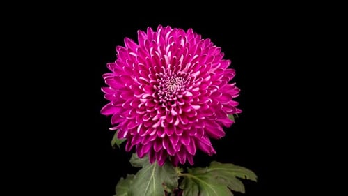 Pink Flower Blooming Against Black Background