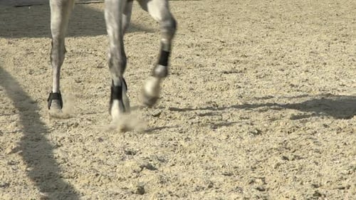 Reitpferd 4