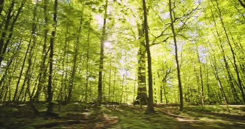 Panning Shot of Lush Forest Woods and Bright Glare of Sunlight Against the Sky