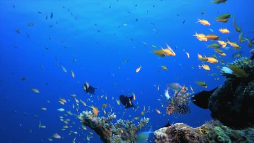 Tropical Coral Garden Underwater Lionfish