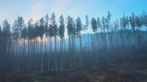 Luftaufnahme des hell beleuchteten nebligen dunklen Waldes mit Sonnenstrahlen mit Pinien im Herbst