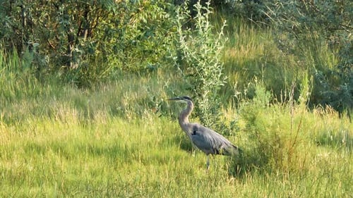 Gray Heron Standing in Green Grassy Habitat