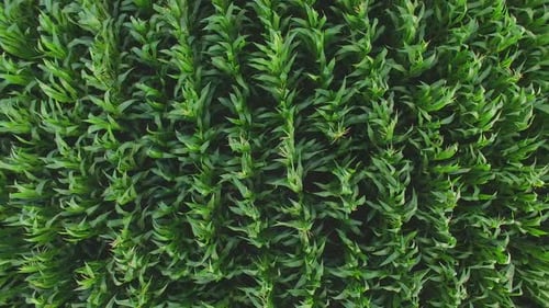 Aerial View of Cornfield.