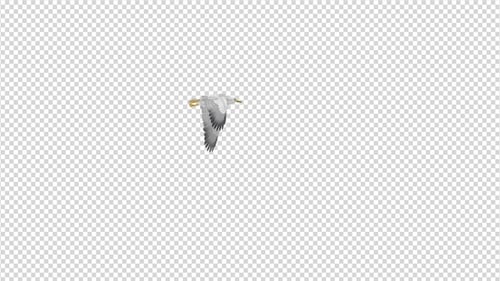 Sea Gull - Flying Around - 4K Transparent Loop