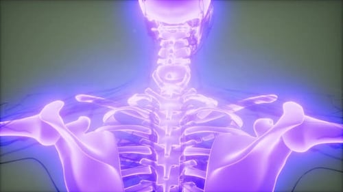 3D Animated Human Skeleton and Vascular System Scan