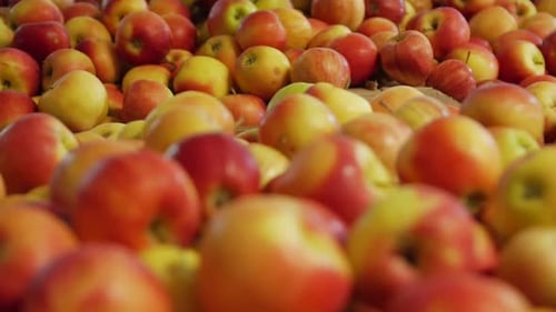 Many Ripe Apples