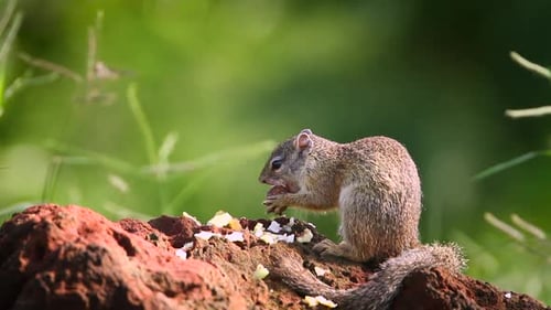 Ardilla Smith Bush en el parque nacional Kruger, Sudáfrica