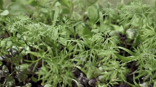 Green Food Dill, Basil, Arugula