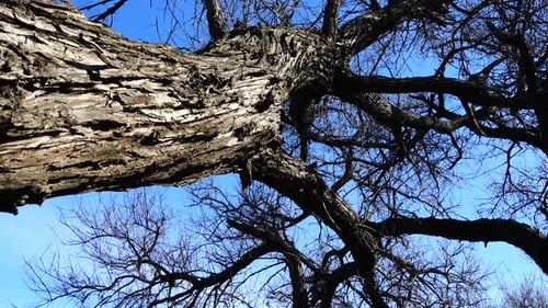 Tree Trunk 2