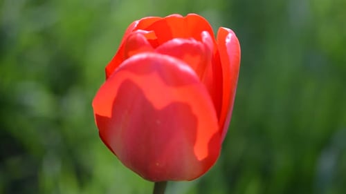 Tulips in the Spring 8