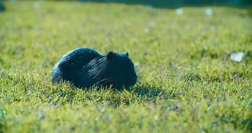 schwarze Bisamratte frisst etwas auf dem grünen Rasen