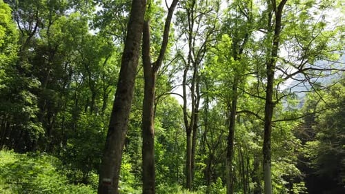 Summer Mountain Forest, Nature Travel