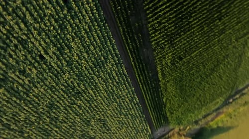 Aerial View of Sunflowers and Cornfields