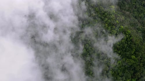 Drone view low cloud mist at the rainforest