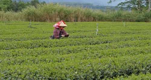 Woman work at the tea farm