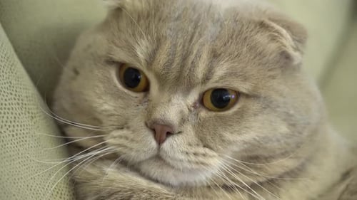 Close Up of Scottish Fold Cat Resting