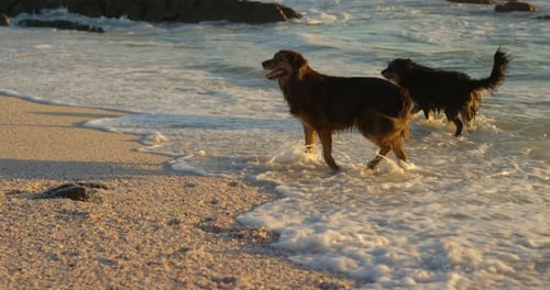 Dogs playing in the beach 4k