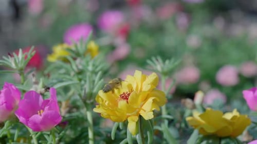 Close Up of One Honey Bee Flying Around Honeysuckle Flowers