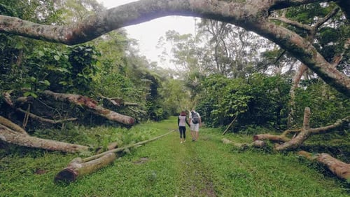 Young Couple Holding Hands and Walking in Green Jungle Forest Back View. Man and Woman Walking in