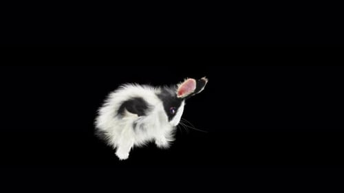 Realistic Black and White Rabbit Hopping with Alpha Channel