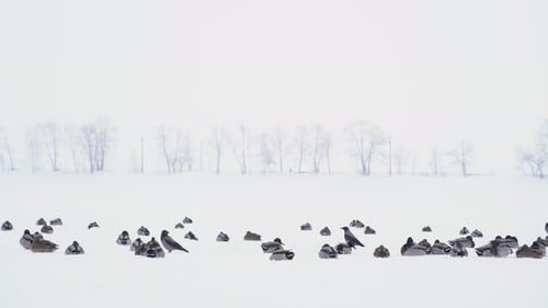 A group of wild ducks nest on a frozen river during a snowstorm in winter.