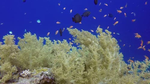 Broccoli Soft Coral and Damselfish