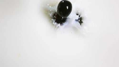 Baies noires de raisin tombant dans le lait