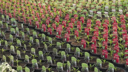 Potted Pepper Seedlings Growing in Rows