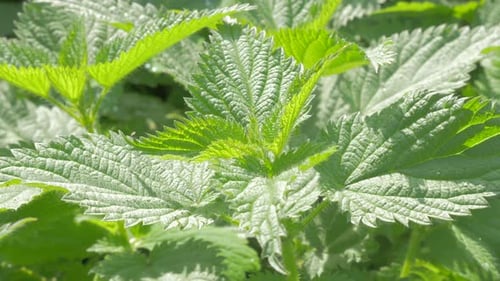 Vidéo panoramique UHD 4K 2160p, plante d'ortie commune verte - Urtica dioica, ortie piquante, nature extérieure