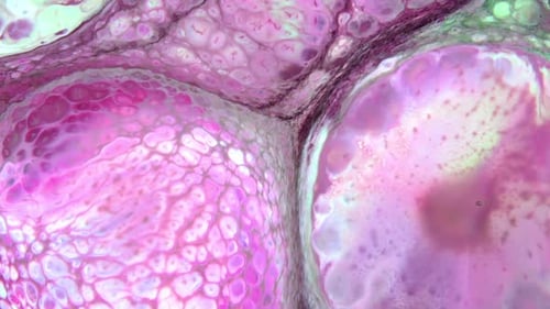 Abstract Fluid Motion with Pink and Green Swirls