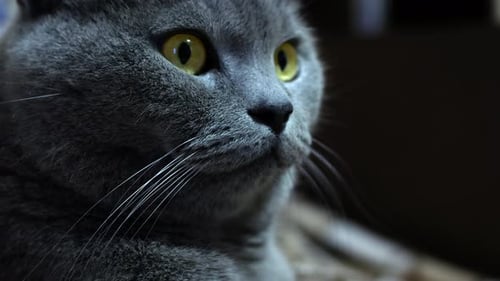 Gray purebred shorthair cat lies on the bed close up. The British cat looks around with orange eyes.