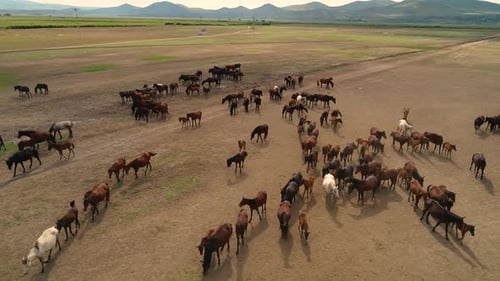 Horses 5