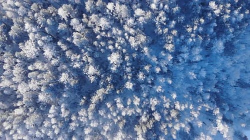 Aerial Shot of Winter Forest
