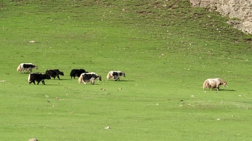 Weiße Yaks gehen
