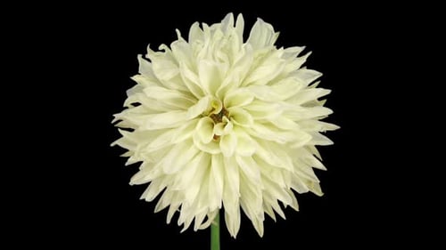 Dahlia Flower Blooming Time Lapse on Black Background