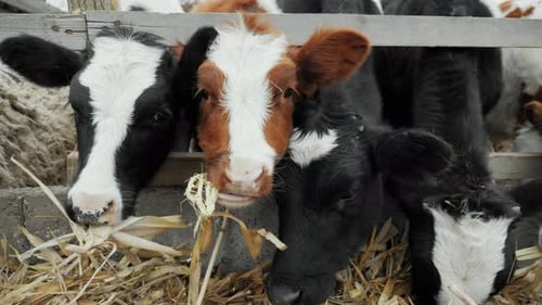 Cows Eating Straw on a Farm Closeup Chewing Hay